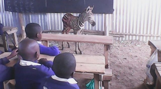 Baby-Zebra-tresspassing-in-the-cattle-dip-classroom